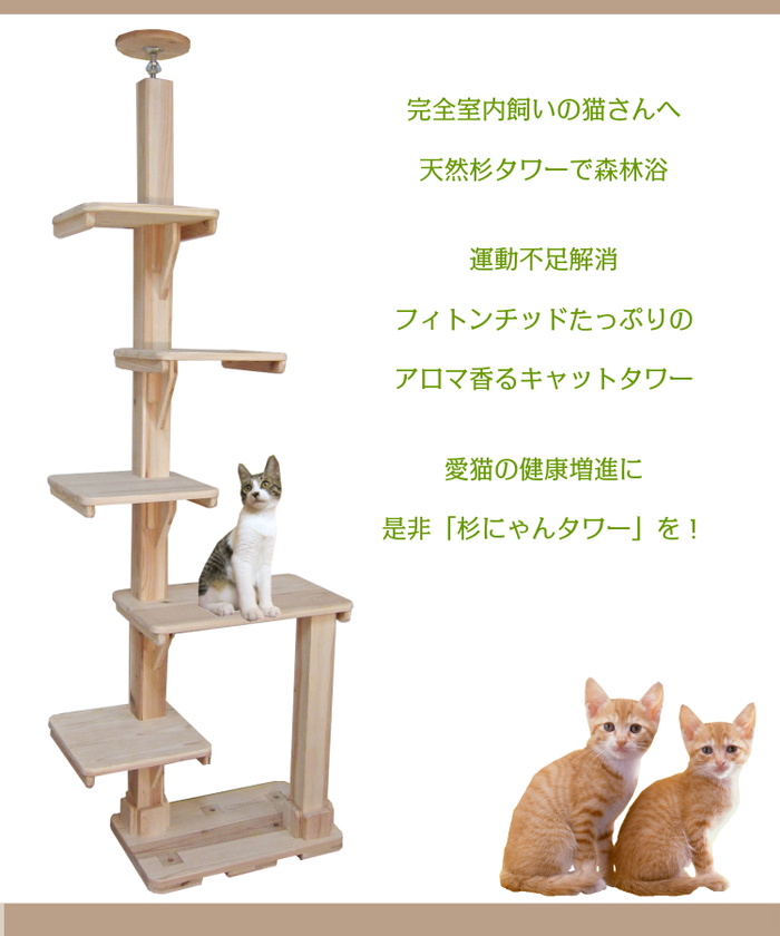 すぎにゃんとは3